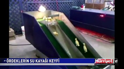 ÖRDEKLERİN SU KAYAĞI KEYFİ