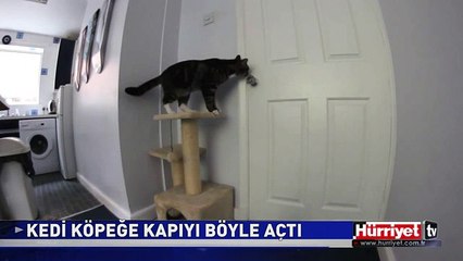 İNANILMAZ!.. KEDİ KÖPEĞE KAPIYI BÖYLE AÇTI