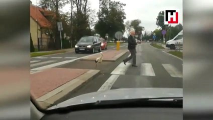 Yaya geçidini kullanan leylek