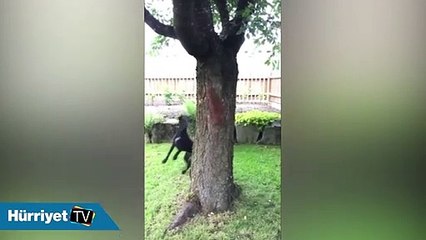 Sincabın köpekle oyunu