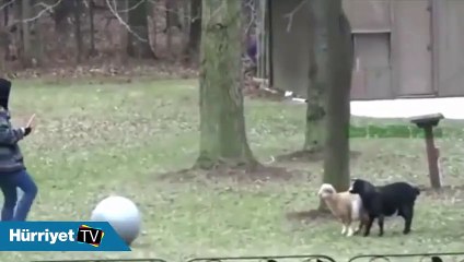 Minik keçilerin ölü taklidi