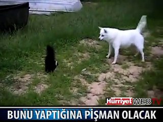 BAŞINA GELECEKLERDEN HABERSİZ..!