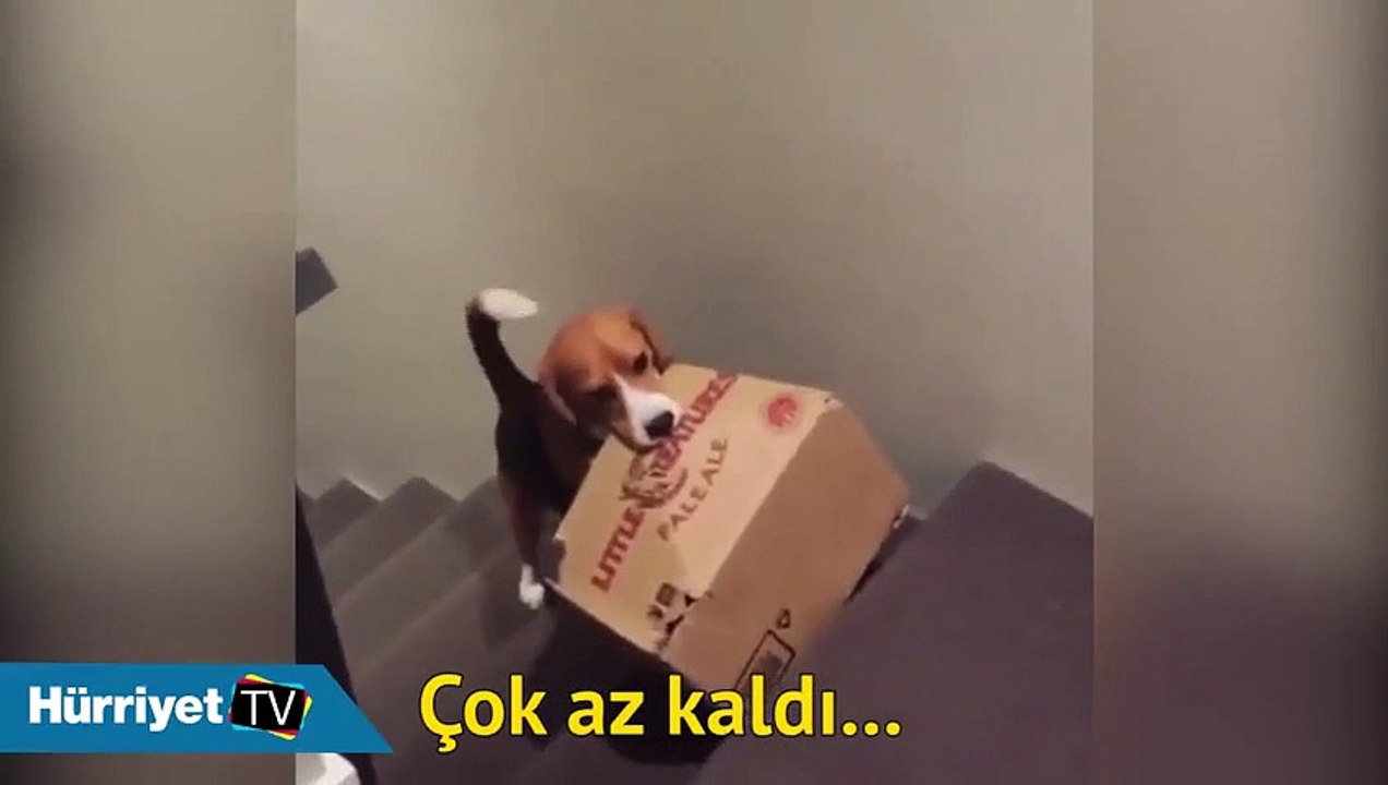 Köpek dile gelse neler söylerdi