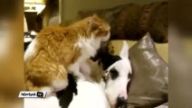 Sevimli kedi köpeğe masaj yaptı