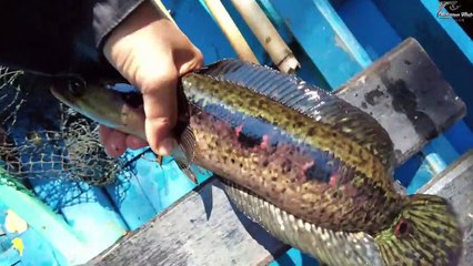 _ SATU JENIS IKAN _,.. BERBEDA WARNA DAN RASA ....