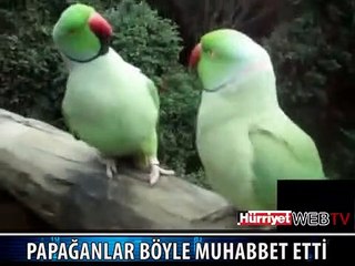 AŞIK PAPAĞANLAR