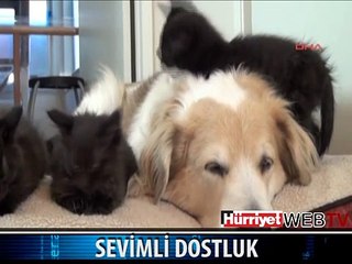 KÖPEKLE KEDİLERİN MÜTHİŞ DOSTLUĞU