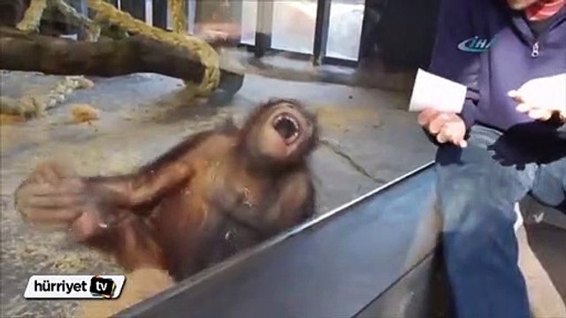 İllüzyon gösterisi orangutanı gülme krizine soktu