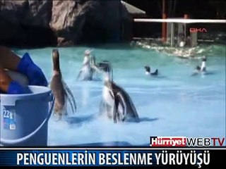 ACIKMIŞ PENGUENLER GRUBU