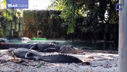 Plastik timsahı ile gerçek timsahların arasında yüzdü