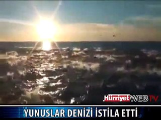 YÜZLERCE YUNUS BİRARAYA GELİRSE
