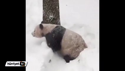 Sevimli pandanın kar mutluluğu