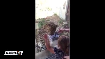 Leopar ile küçük kızın sevimli oyunu