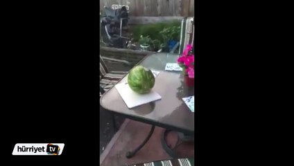 Kılıçla şov yapmak isterken…