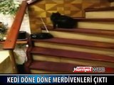 BU KEDİNİN YAPTIĞINA KİMSE ANLAM VEREMEDİ