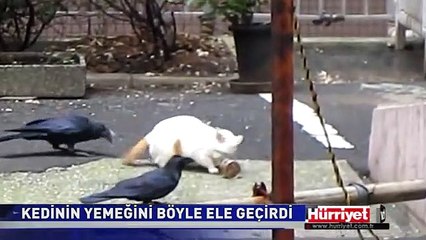 KEDİ İLE KARGANIN İLGİNÇ HİKAYESİ