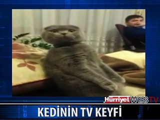 KEDİNİN TELEVİZYON KEYFİ