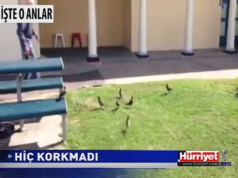 YAŞLI ADAM YILANA MEYDAN OKUDU