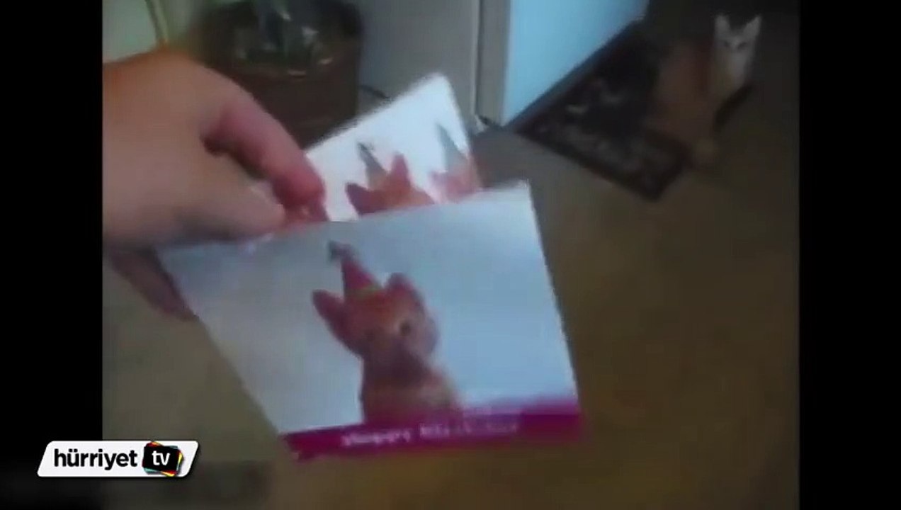 Müzikli doğum günü kartına sinir olan kedi