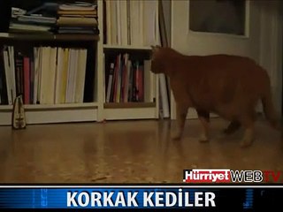 KORKAK KEDİLER