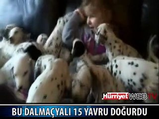 İŞTE ANNE DALMAÇYALI VE ONUN 15 YAVRUSU