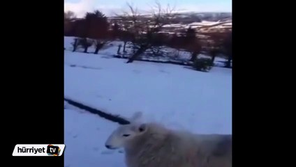 Kendini köpek zanneden ilginç koyun