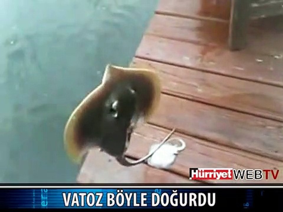 VATOZ PEŞ PEŞE DOĞURDU