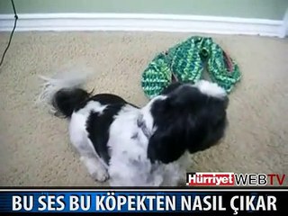 İŞTE TUHAF SES ÇIKARTAN KÖPEK