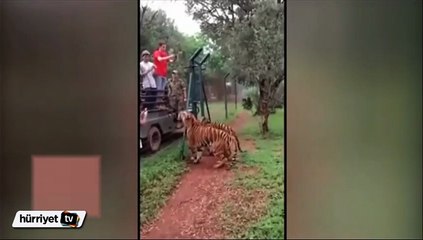 Aç kaplan yemi kapmak için uçtu