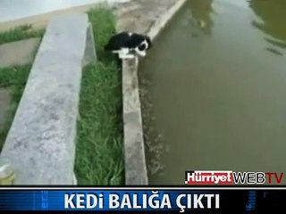 BALIK YAKALAYAN KEDİ