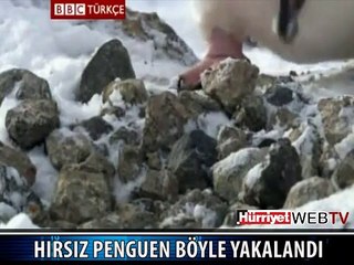 TAŞ ÇALAN PENGUEN SUÇ ÜSTÜ YAKALANDI