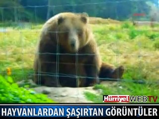 HAYVANLARIN ŞAŞIRTAN GÖRÜNTÜLERİ