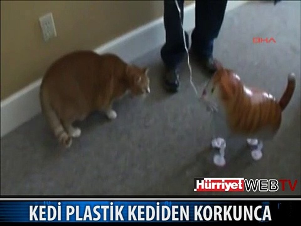 KEDİ, PLASTİK KEDİDEN KORKUNCA...