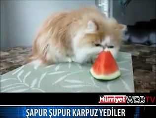 KARPUZ YİYEN KEDİ