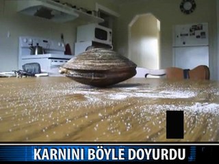 MASADAKİ DEV MİDYE UN YEDİ