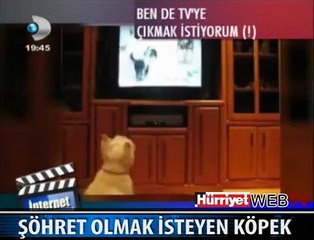 ÜNLÜ OLMAK İSTEYEN KÖPEK