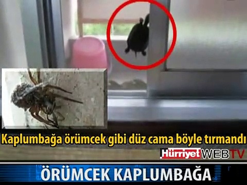KAPLUMBAĞA GÖRENLERİ HAYRET ETTİRDİ