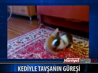 KEDİYLE TAVŞANIN OYUNU