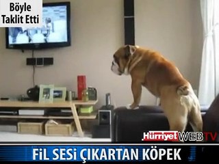 İŞTE FİL SESİ ÇIKARTAN KÖPEK