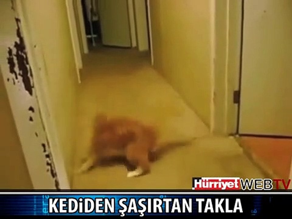 KEDİDEN ŞAŞIRTAN TAKLA