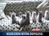 TOPLU HALDE MÜZİK DİNLEYEN KEDİLER