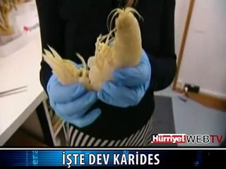 DEV KARİDES