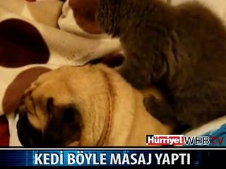 KEDİ KÖPEĞE BÖYLE MASAJ YAPTI