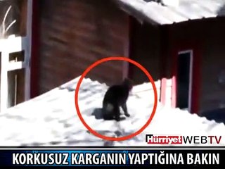 İŞTE 2 KEDİYLE DALGA GEÇEN KARGA