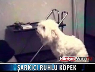 KÖPEKLE DÜET YAPAN ADAM