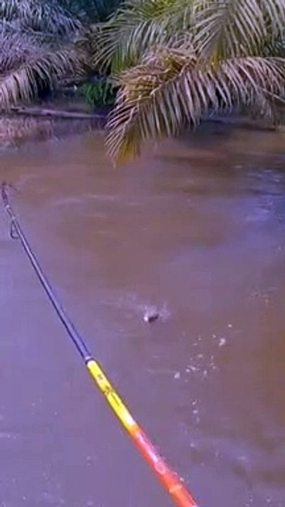 TIKAMAN MASHEER|STRIKE MONSTER MASHEER DI SUNGAI MELUAP