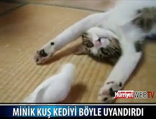 MİNİK KUŞ VE KEDİ