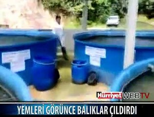 BALIKLARIN YEM KEYFİ