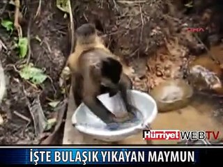 SIRTINDA YAVRUSUYLA BÖYLE BULAŞIK YIKADI