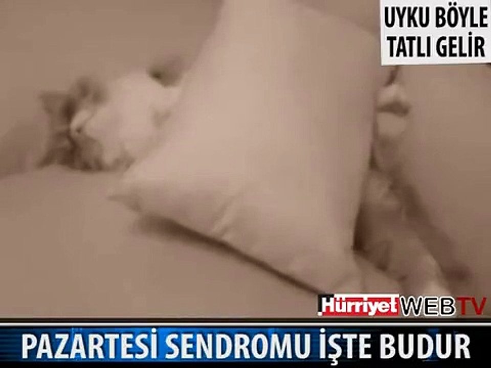 PAZARTESİ SENDROMU YAŞAYAN KEDİ